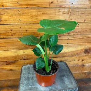 black cardinal philodendron price philippines Black Cardinal Philodendron - Live Plant in a 4 Inch Pot