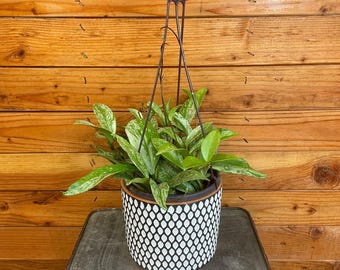 Hoya Pubicalyx Splash, 6" Plant