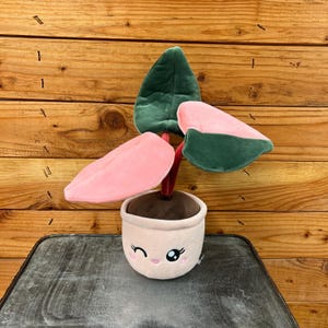 Philodendron Pink Princess Plush