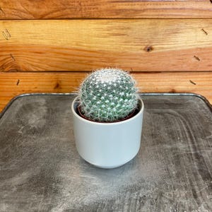 Mammillaria Hahniana, 2&quot; Plant