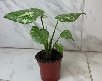 May include: A small Monstera plant with variegated leaves featuring green and white speckled patterns. The plant is potted in a simple, dark brown plastic nursery container filled with dark potting soil, showcasing several distinct leaves.