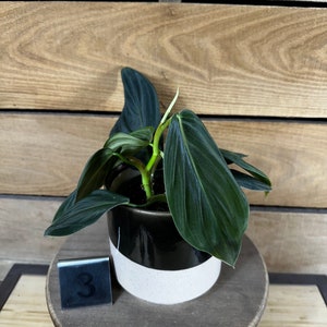 Philodendron Gigas Pick Your Plant, 4 Plant image 7