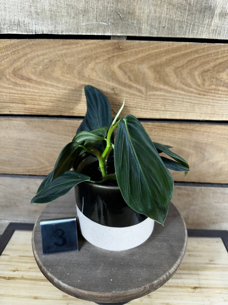 Philodendron Gigas Pick Your Plant, 4 Plant image 7
