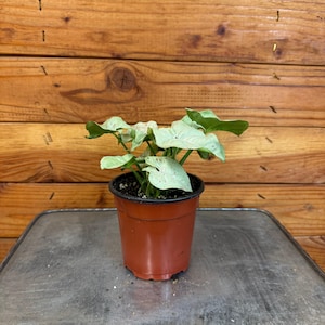 Syngonium Nephthytis Dazzle Color, 4&quot; Plant