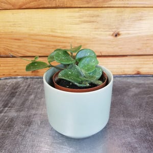 May include: A small houseplant with rounded, speckled green leaves in a pale blue ceramic pot. The pot is on a metallic surface, with a wooden backdrop.
