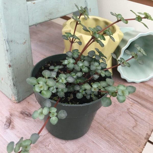 Pilea Silver Baby Tears, 2" Plant