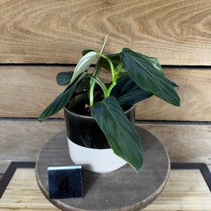 Philodendron Gigas Pick Your Plant, 4 Plant image 8