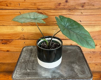 Alocasia Heterophylla Corazon, 4" Plant