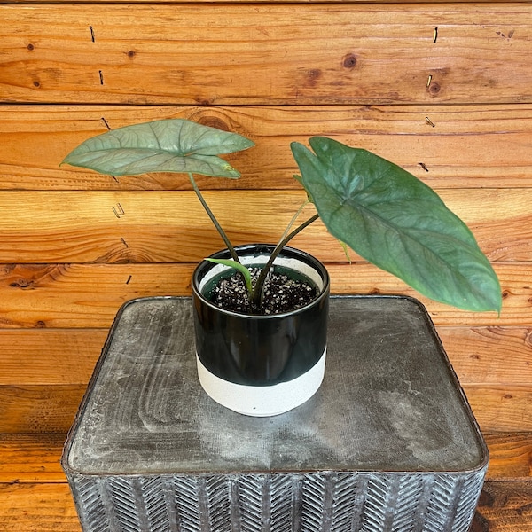 Alocasia Heterophylla Corazon, 4" Plant