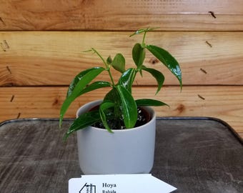 Hoya Rubida, 2&quot; Plant