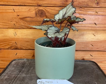 Begonia Rex Seychelles, 4" Plant