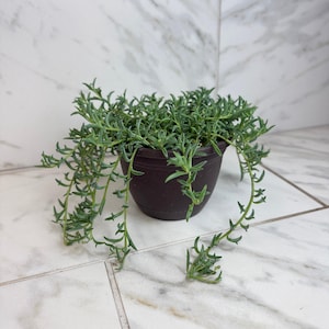 May include: A potted String of Dolphins succulent plant. The plant has trailing stems with small, green, dolphin-shaped leaves. The plant is in a dark brown plastic pot, set against a white and gray tiled background.