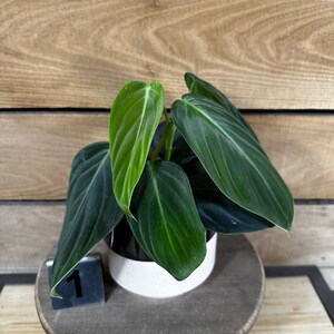 Philodendron Gigas Pick Your Plant, 4 Plant image 4