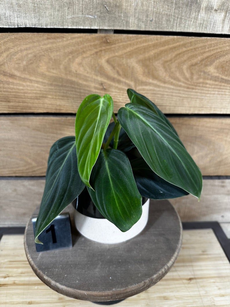 Philodendron Gigas Pick Your Plant, 4 Plant image 4