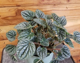 Peperomia Raspberry Ice, 4" Plant