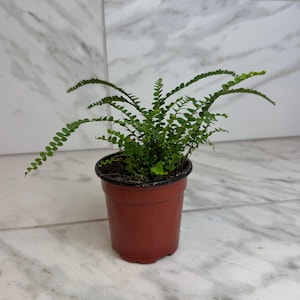 Nephrolepis Cordifolia Fern Lemon Button, 4" Plant