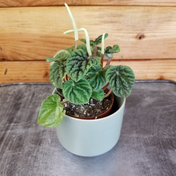 Peperomia Emerald Ripple, 2" Plant