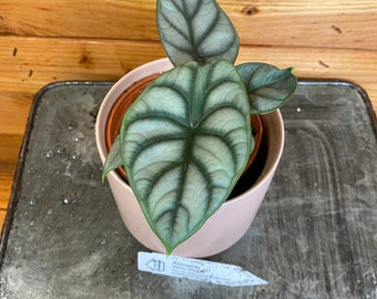 Alocasia Silver Dragon, 4" Plant