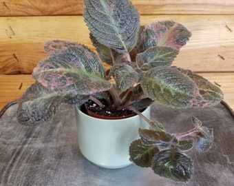 Episcia Jim's Specialty, 2" Plant