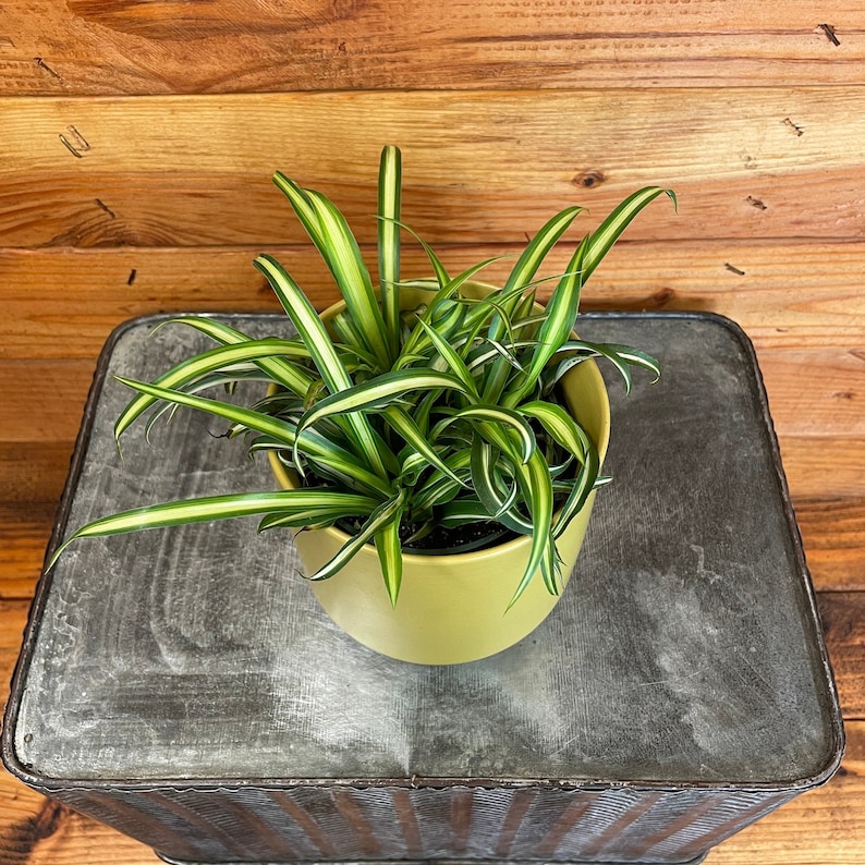 Chlorophytum Atlantic Spider
