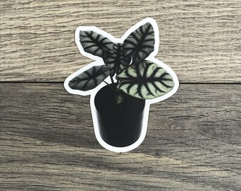 Alocasia Silver Dragon Sticker