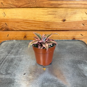 Cryptanthus Pink, 2&quot; Plant