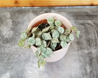 Hoya Curtisii, 2" Plant
