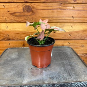 Syngonium Perfection, 4&quot; Plant