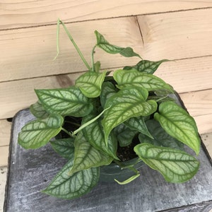 Monstera Siltepecana, 6" Plant