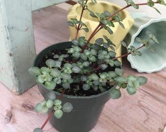 Pilea Silver Baby Tears, 2&quot; Plant