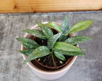 Hoya Parviflora Splash, 2" Plant