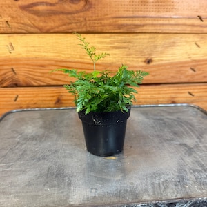 Davallia Rabbit&#39;s Foot Fern, 2&quot; Plant