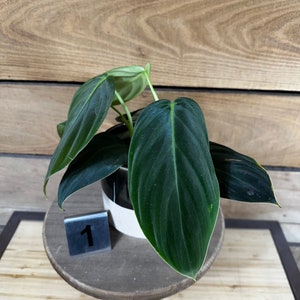 Philodendron Gigas Pick Your Plant, 4 Plant image 5