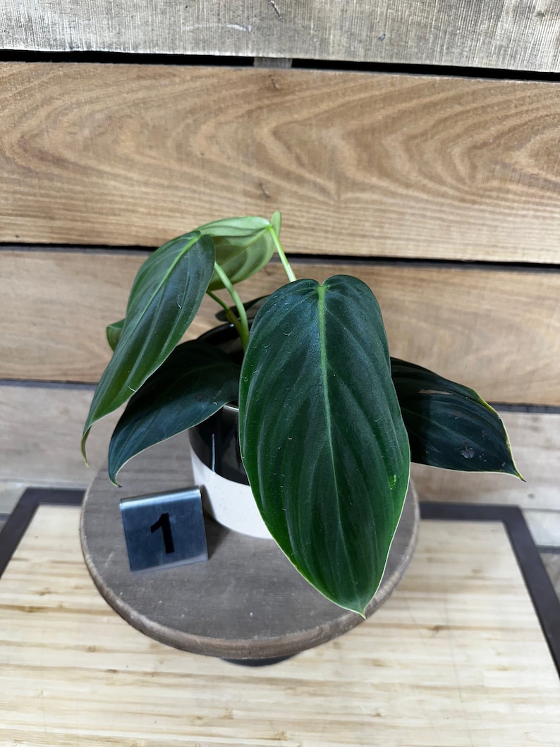Philodendron Gigas Pick Your Plant, 4 Plant image 5