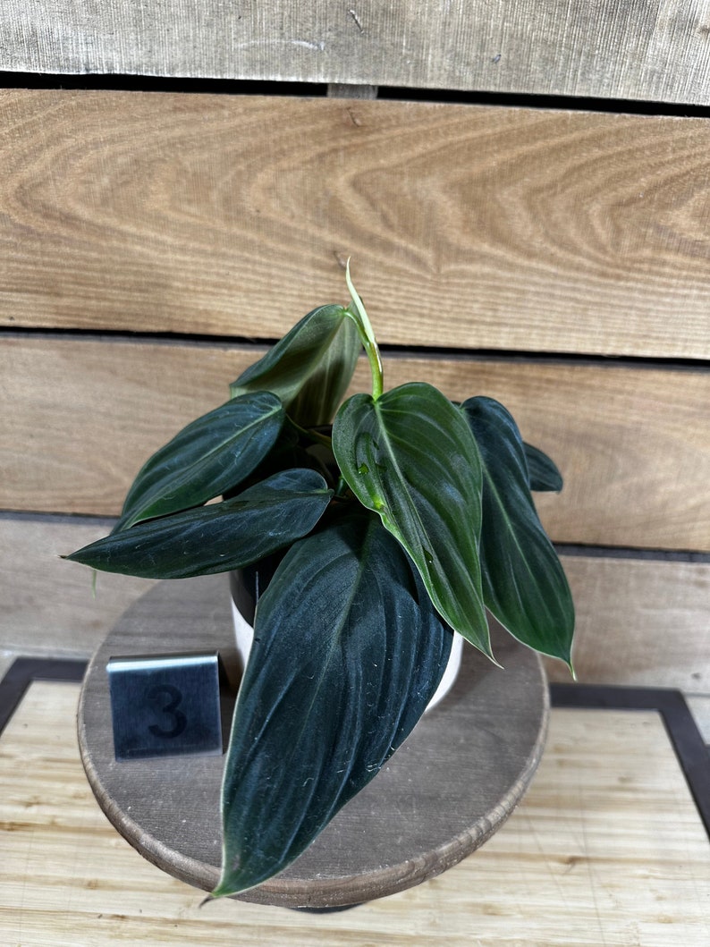 Philodendron Gigas Pick Your Plant, 4 Plant image 2