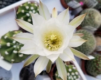 May include: A close-up of a white cactus flower with a yellow center, surrounded by green cacti in small brown pots. The flower has multiple petals with light brown tips. Some cacti have white spots.