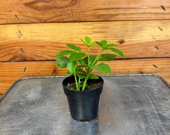 Schefflera Arboricola Mini, 2&quot; Plant
