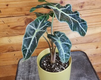 Alocasia Polly, 4" Plant