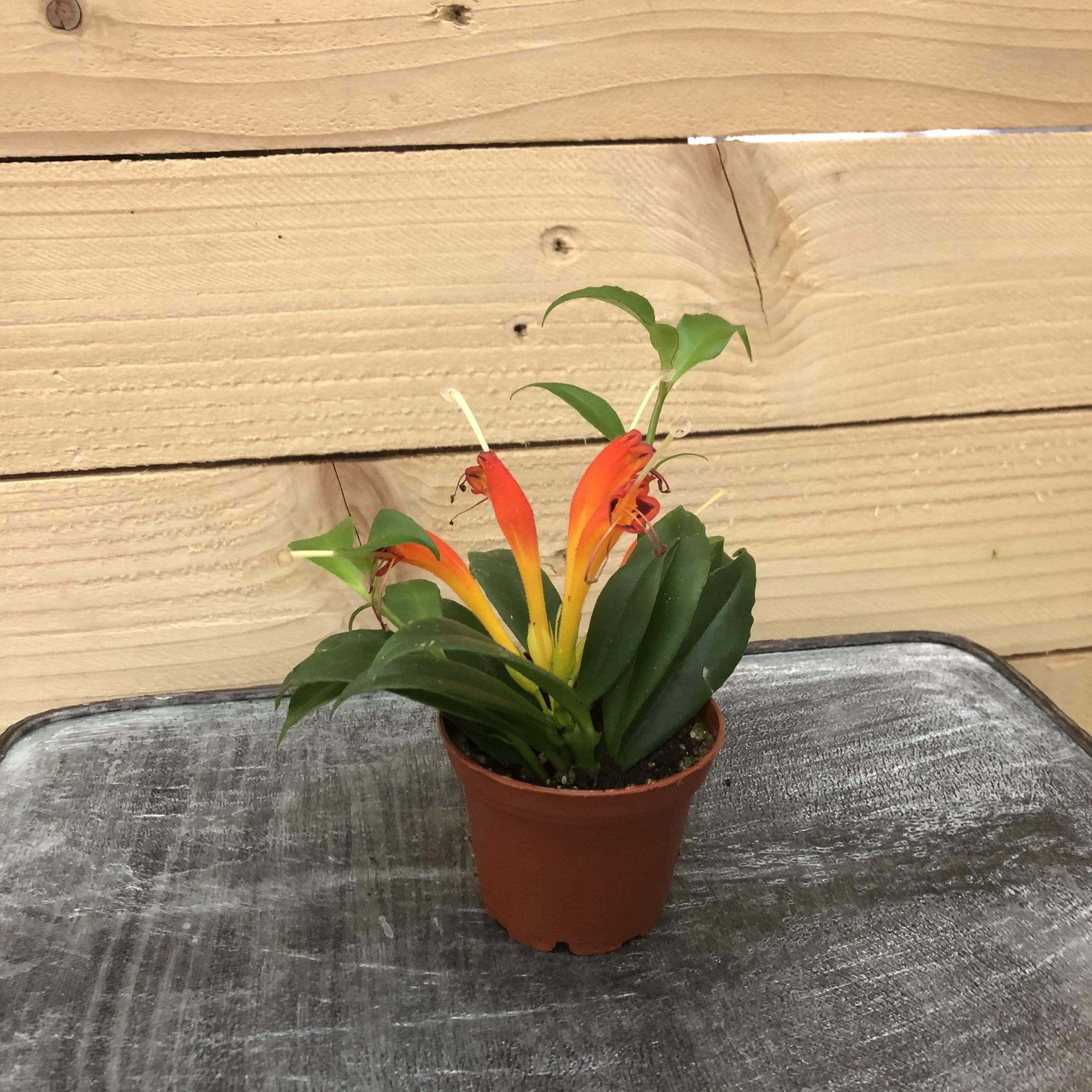 Aeschynanthus Lipstick Orange, 2" Plant