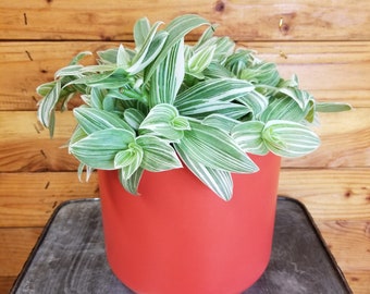 Tradescantia fluminensis albovittata, 6" Plant