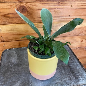 Platycerium Netherlands Staghorn Fern, 4&quot; Plant