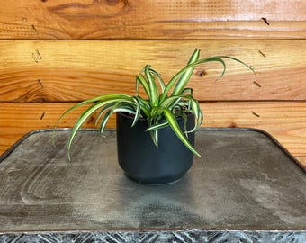 Chlorophytum Atlantic Spider, 2" Plant