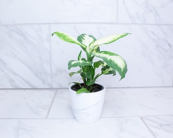 May include: A Dieffenbachia plant with variegated green and cream-colored leaves potted in a white ceramic planter featuring a subtle grey marble pattern. The plant has multiple stems and broad, pointed foliage with distinct light-colored centers.