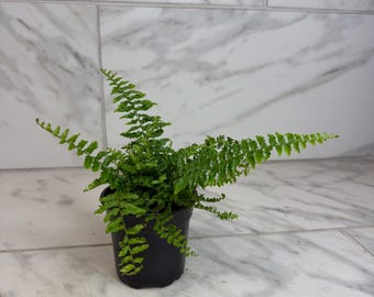 Nephrolepis Exaltata Fluffy Ruffles, 4" Plant