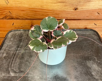 Begonia Strawberry Variegated, 2" Plant