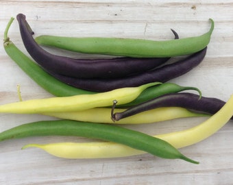 USA SELLER Tricolor Bush Bean Blend 25 seeds HEIRLOOM