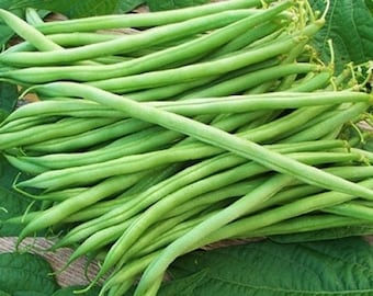 USA SELLER Landreth Bush Beans 25 seeds HEIRLOOM