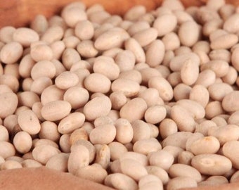 USA SELLER Navy Bush Beans 25 seeds HEIRLOOM Phaseolus vulgaris