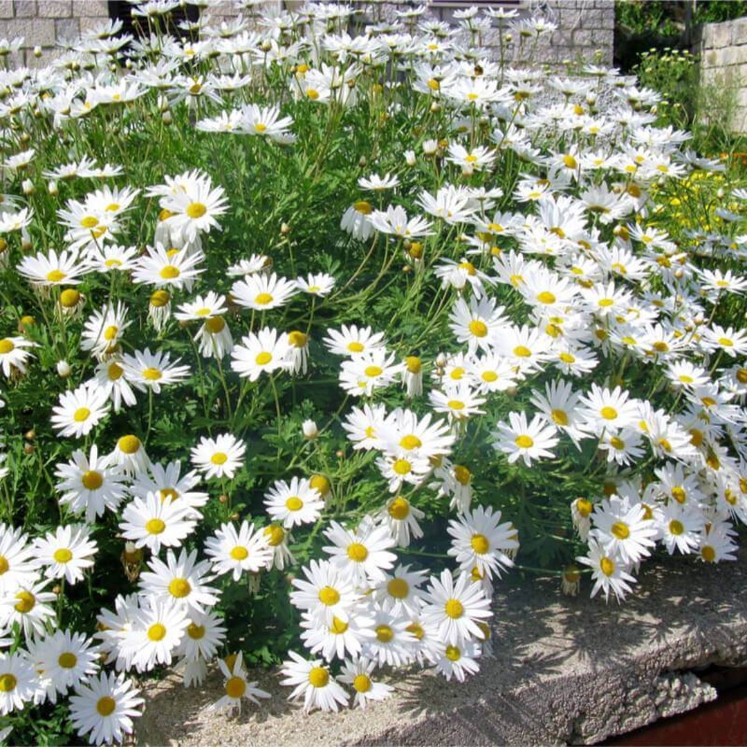 Shasta Daisy May Queen leucanthemum X Superbum Etsy