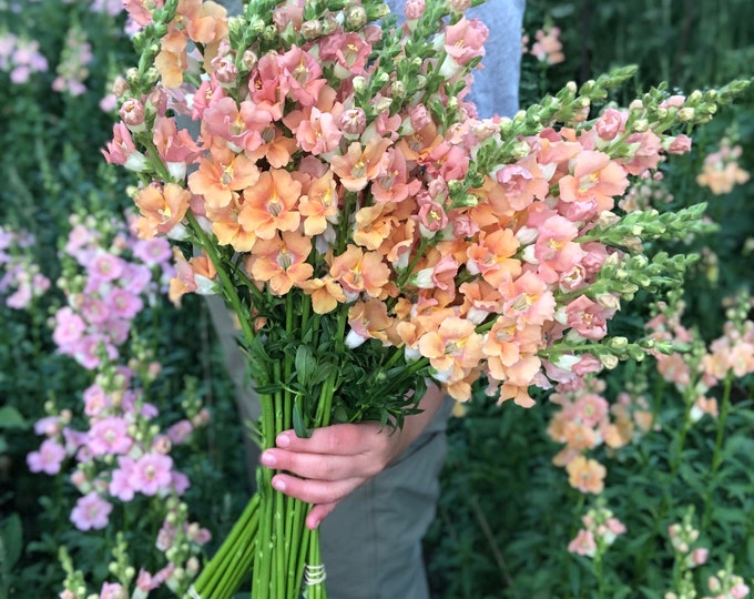 Snapdragon Chantilly Light Salmon Seeds antirrhinum Majus Etsy